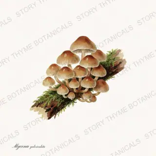 Bonnet Mushroom — vintage botanical Fungi Vol. 2 print on a white background
