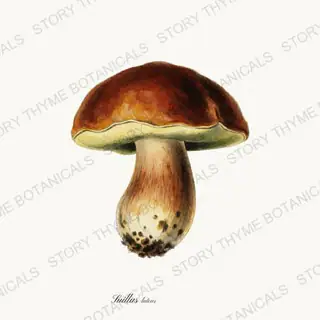 Slippery Jack — vintage botanical Fungi Vol. 2 print on a white background