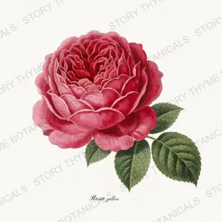 Rose — vintage botanical Garden Blooms print on a white background
