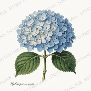 Hydrangea — vintage botanical Garden Blooms print on a white background