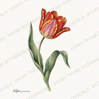 Tulip — vintage botanical Garden Blooms print on a white background