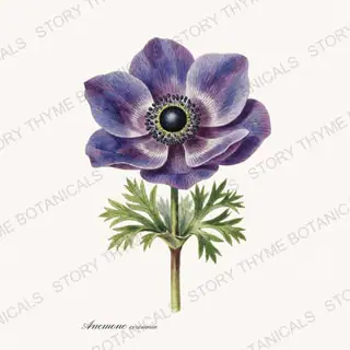 Anemone — vintage botanical Garden Blooms print on a white background