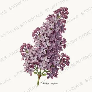 Lilac — vintage botanical Garden Blooms print on a white background