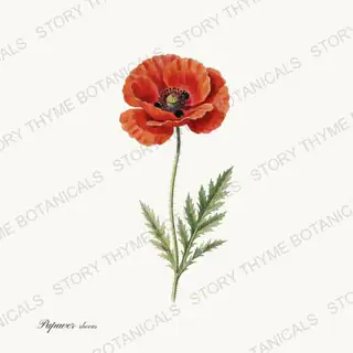 Poppy — vintage botanical Garden Blooms print on a white background