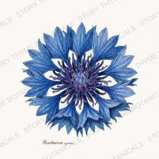 Cornflower — vintage botanical Garden Blooms print on a white background