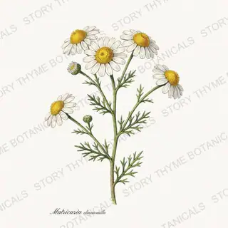 Chamomile — vintage botanical Garden Blooms print on a white background