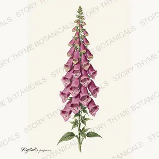 Foxglove — vintage botanical Garden Blooms print on a white background