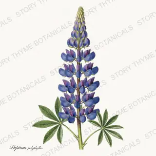 Lupine — vintage botanical Garden Blooms print on a white background
