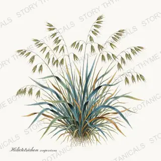 Blue Oat Grass — vintage botanical Ornamental Grasses print on a white background