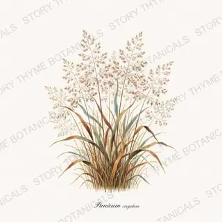 Switchgrass — vintage botanical Ornamental Grasses print on a white background