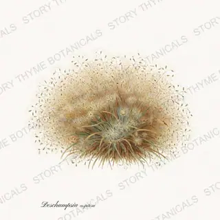 Hair Grass — vintage botanical Ornamental Grasses print on a white background