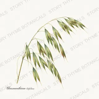 Sea Oats — vintage botanical Ornamental Grasses print on a white background