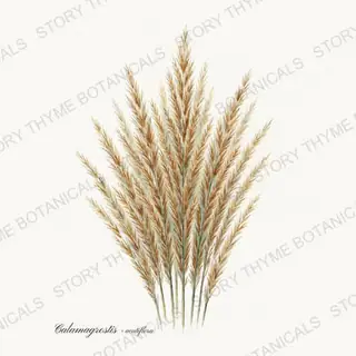 Feather Reed Grass — vintage botanical Ornamental Grasses print on a white background