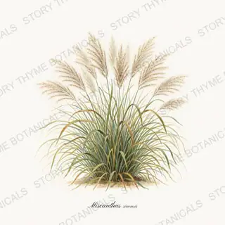 Maiden Grass — vintage botanical Ornamental Grasses print on a white background