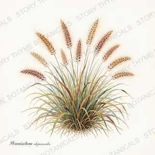 Fountain Grass — vintage botanical Ornamental Grasses print on a white background