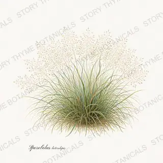 Prairie Dropseed — vintage botanical Ornamental Grasses print on a white background