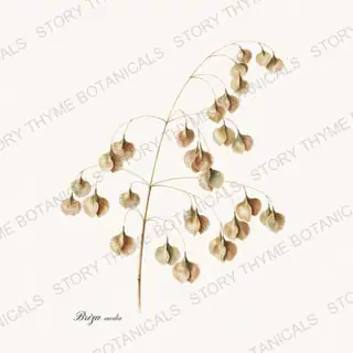 Quaking Grass — vintage botanical Ornamental Grasses print on a white background