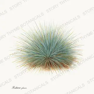 Blue Fescue — vintage botanical Ornamental Grasses print on a white background