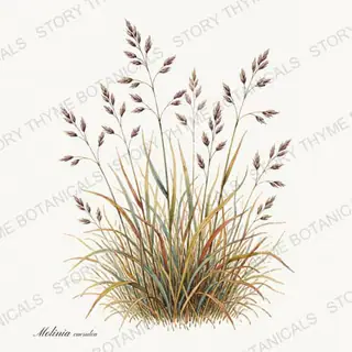 Purple Moor Grass — vintage botanical Ornamental Grasses print on a white background