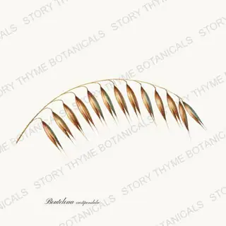 Side Oats Grama — vintage botanical Ornamental Grasses print on a white background