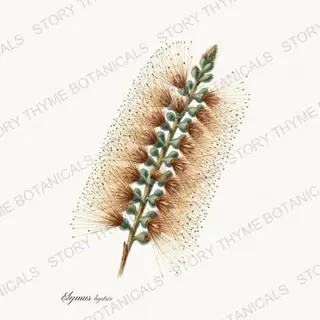 Bottlebrush Grass — vintage botanical Ornamental Grasses print on a white background