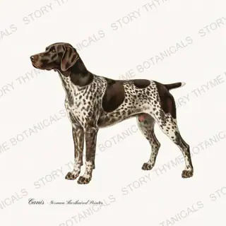 German Shorthaired Pointer — vintage botanical Gun Dogs print on a white background