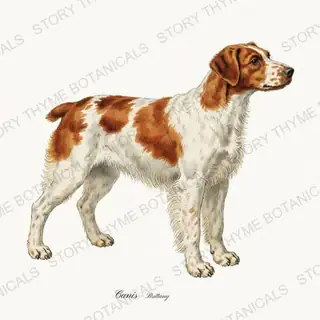 Brittany — vintage botanical Gun Dogs print on a white background
