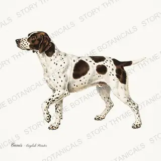 English Pointer — vintage botanical Gun Dogs print on a white background