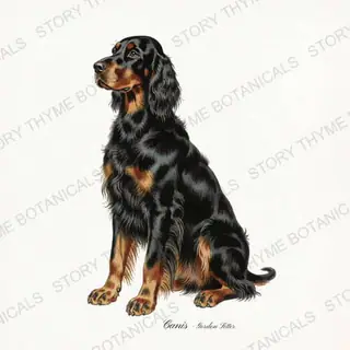 Gordon Setter — vintage botanical Gun Dogs print on a white background