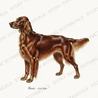 Irish Setter — vintage botanical Gun Dogs print on a white background