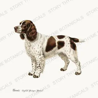 English Springer Spaniel — vintage botanical Gun Dogs print on a white background