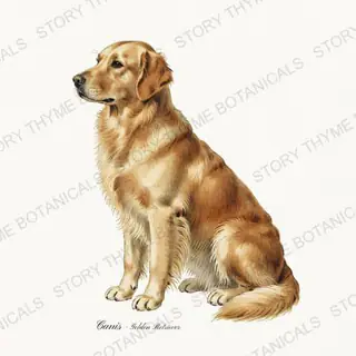 Golden Retriever — vintage botanical Gun Dogs print on a white background