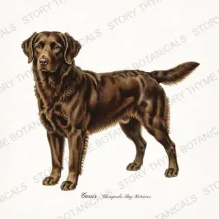 Chesapeake Bay Retriever — vintage botanical Gun Dogs print on a white background