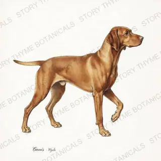 Vizsla — vintage botanical Gun Dogs print on a white background