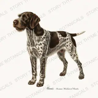German Wirehaired Pointer — vintage botanical Gun Dogs print on a white background