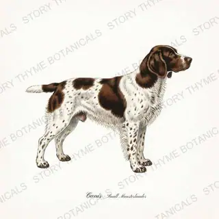 Small Munsterlander — vintage botanical Gun Dogs print on a white background