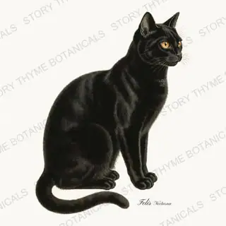 Black Cat — vintage botanical Vintage-Style Halloween print on a white background