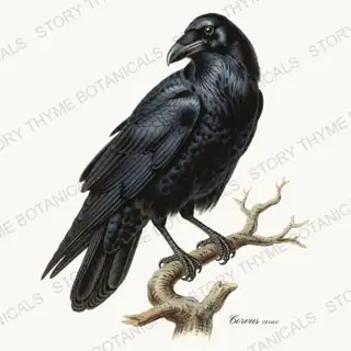 Raven — vintage botanical Vintage-Style Halloween print on a white background