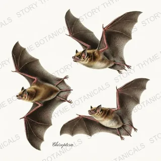 Bats — vintage botanical Vintage-Style Halloween print on a white background