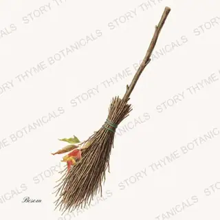 Witchs Broom — vintage botanical Vintage-Style Halloween print on a white background