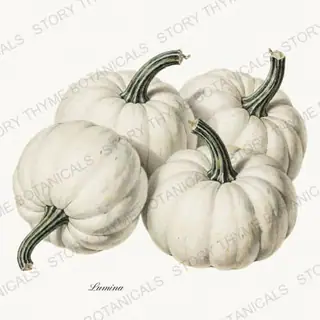 Ghost Pumpkins — vintage botanical Vintage-Style Halloween print on a white background