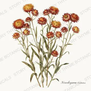Strawflowers — vintage botanical The Herbarium print on a white background