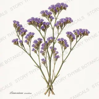 Statice — vintage botanical The Herbarium print on a white background