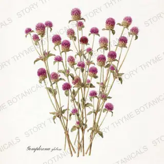 Globe Amaranth — vintage botanical The Herbarium print on a white background