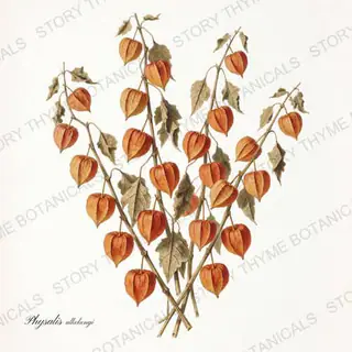 Chinese Lanterns — vintage botanical The Herbarium print on a white background