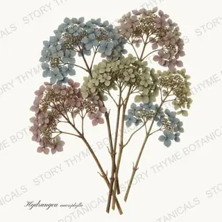 Hydrangea — vintage botanical The Herbarium print on a white background