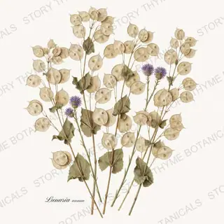 Honesty — vintage botanical The Herbarium print on a white background