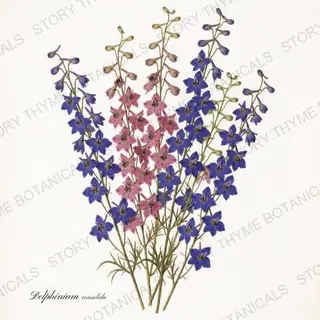 Larkspur — vintage botanical The Herbarium print on a white background