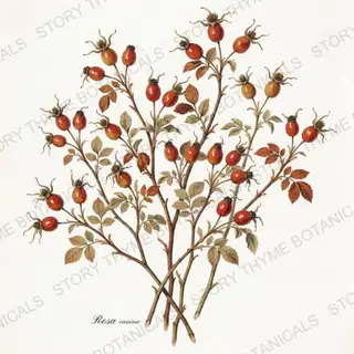 Rose Hips — vintage botanical The Herbarium print on a white background