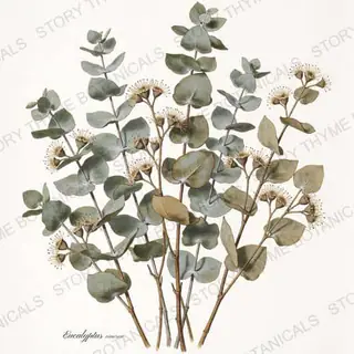 Eucalyptus — vintage botanical The Herbarium print on a white background